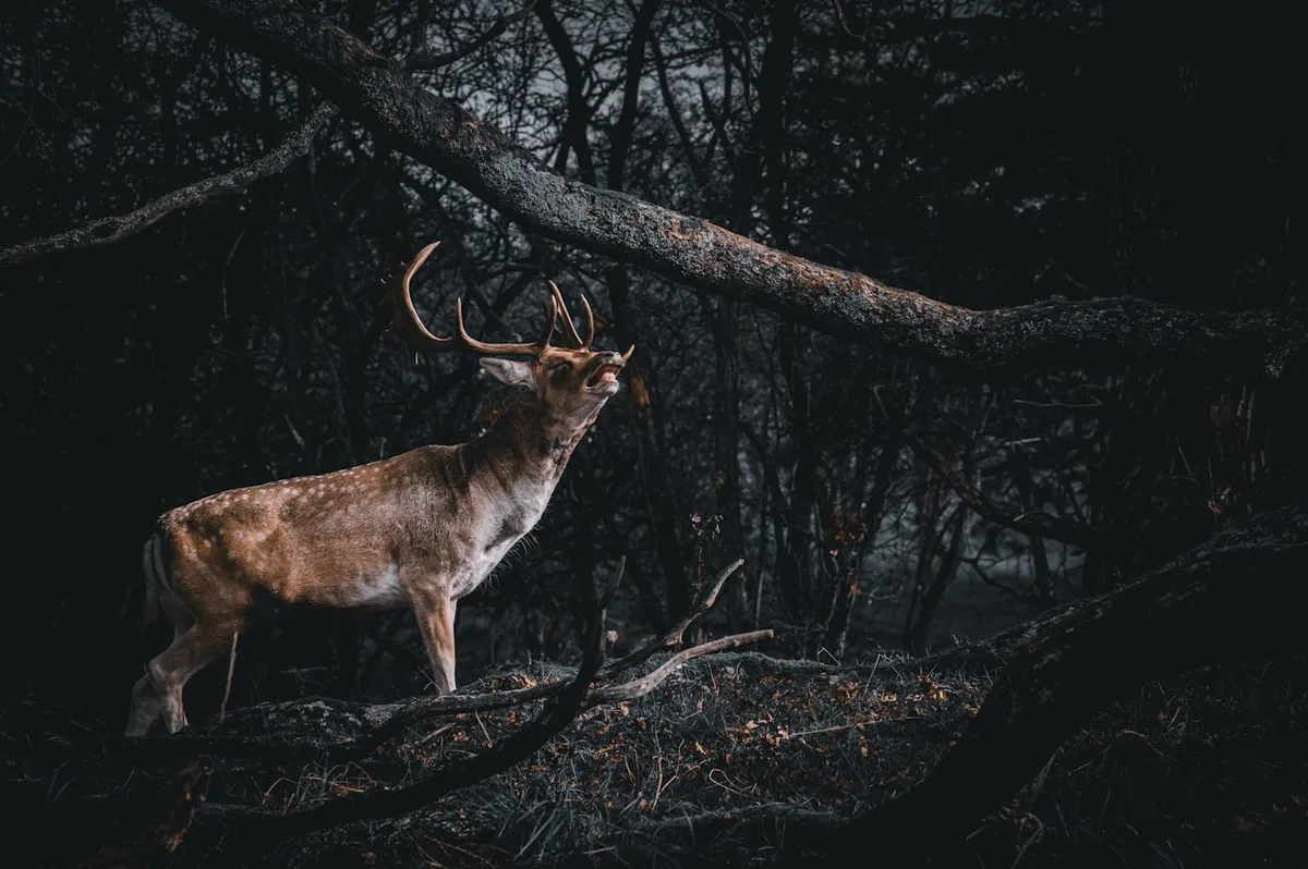 Cerf en forêt, symbole de clarté et de cap